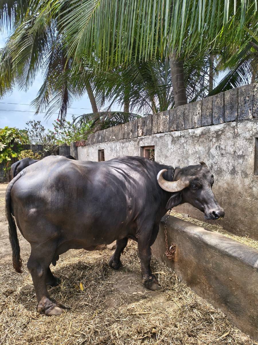 🐃 ભેંશ વેચવાની છે 🐃