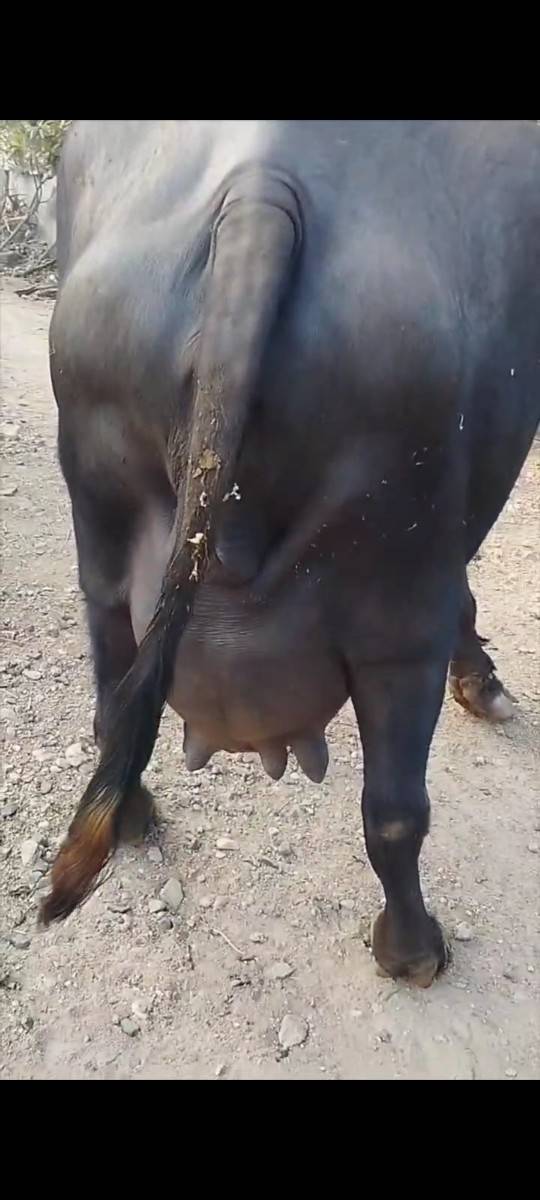 🐃 ભેંશ વેચવાની છે 🐃