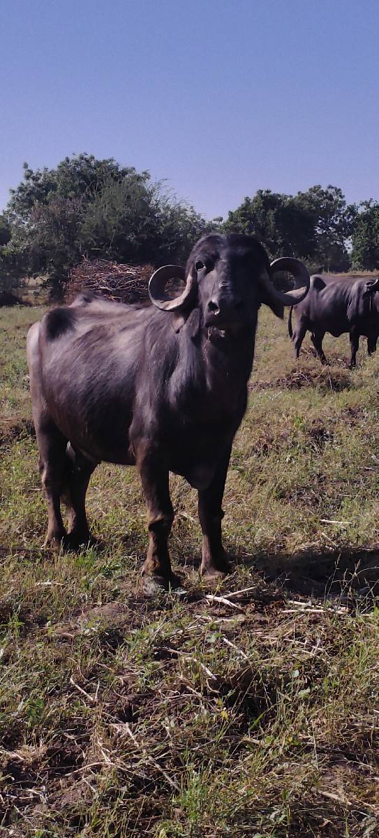 3જુ વેતર 15 ડી કાચી