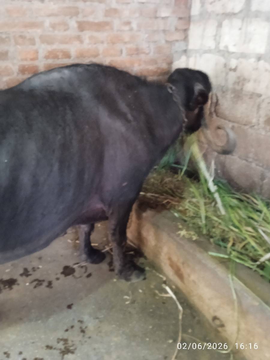 5 વેતર સે
