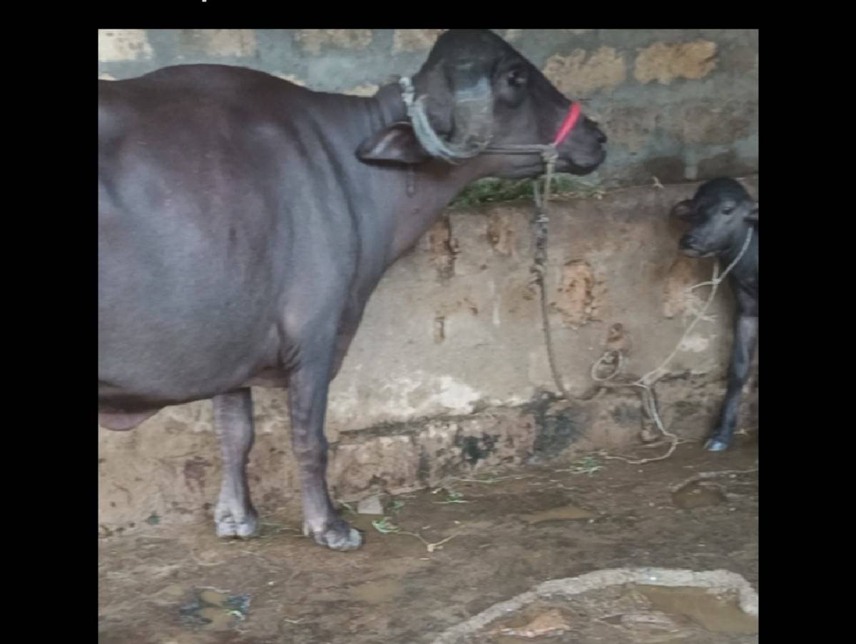 પૅલુ વૅતર ખડૅલી વૅચવાની છૅ