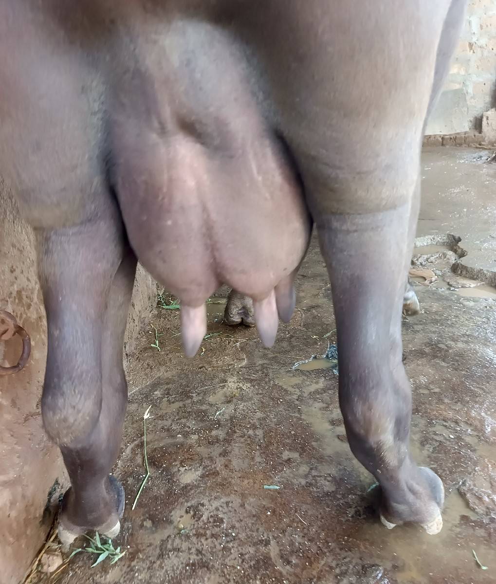 પૅલુ વૅતર ખડૅલી વૅચવાની છૅ