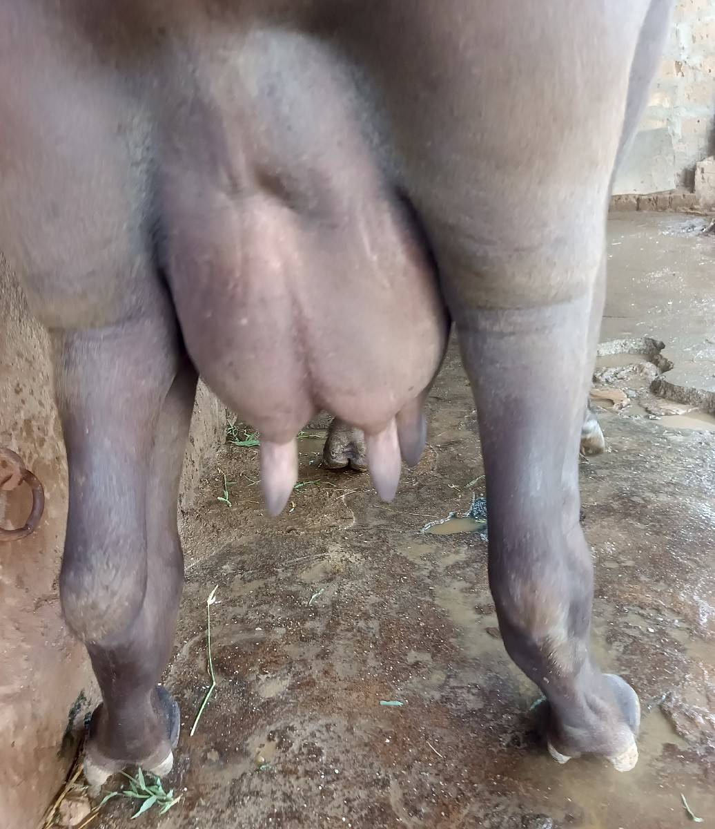 પૅલુ વૅતર ખડૅલી વૅચવાની છૅ