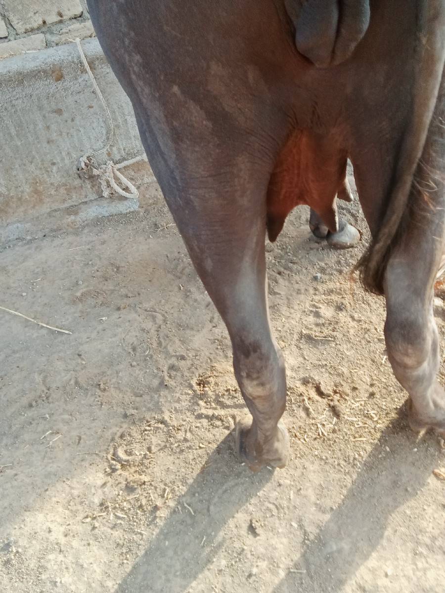 ભેંસ વેચવાની છે