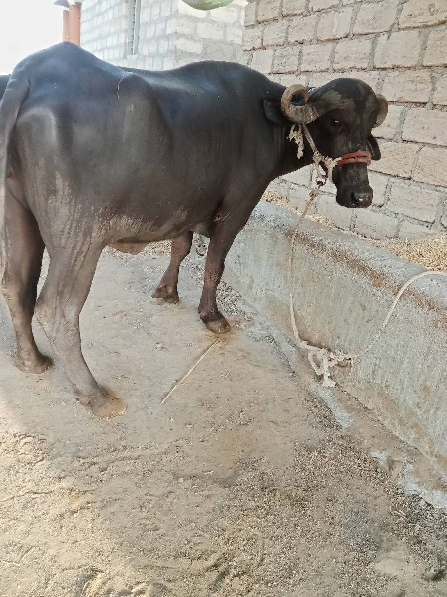 ભેંસ વેચવાની છે