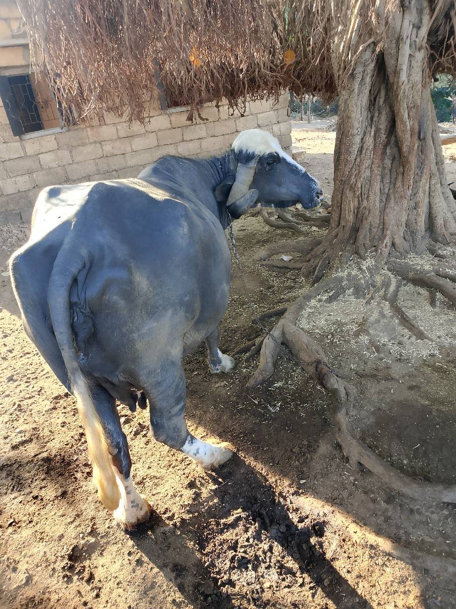 ભેંસ નાં સાટા કરવાના છે