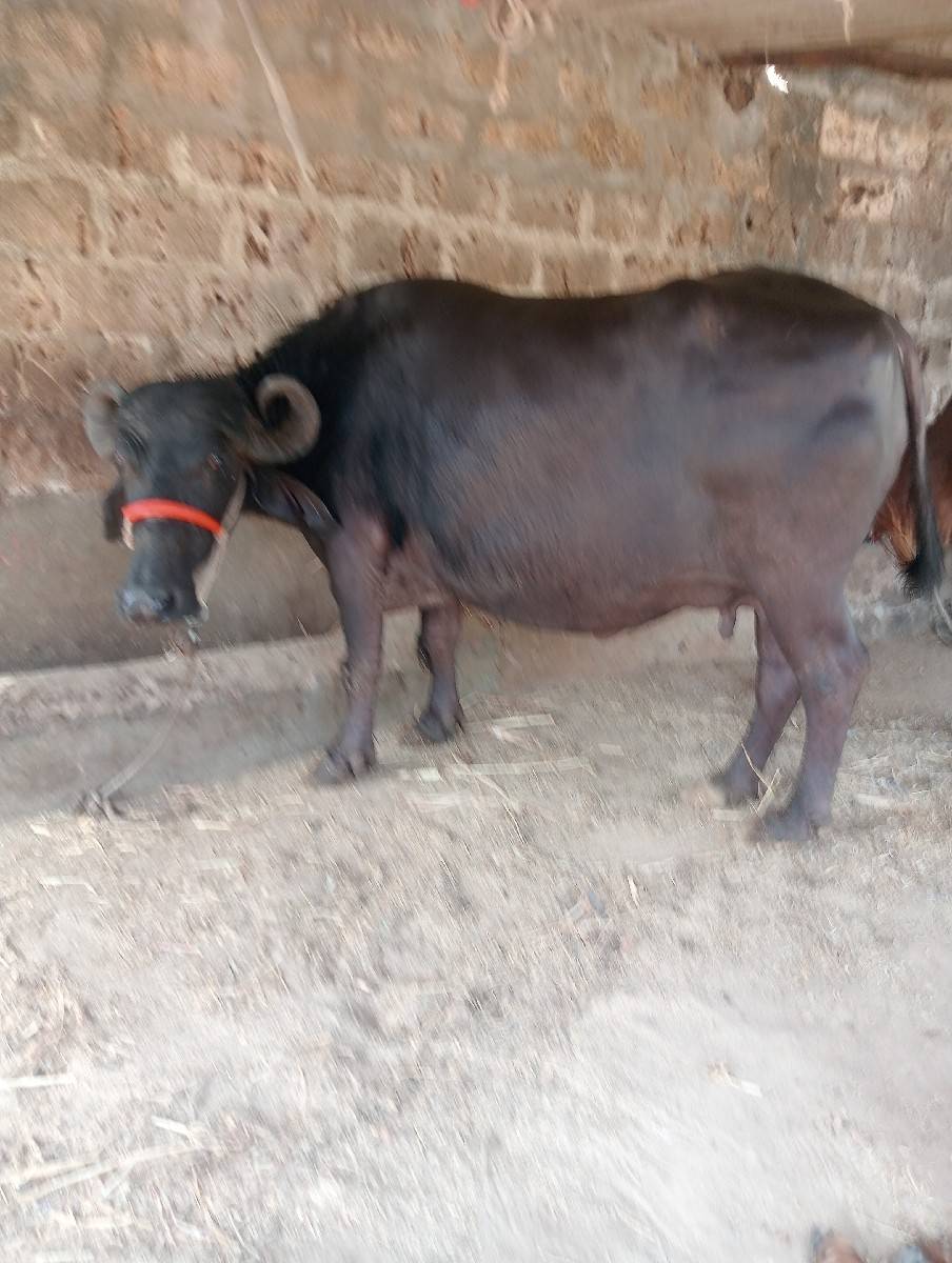 ભેંસ વેચવાની છે