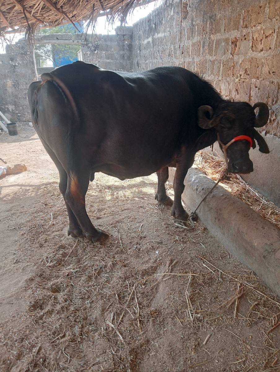 ભેંસ વેચવાની છે