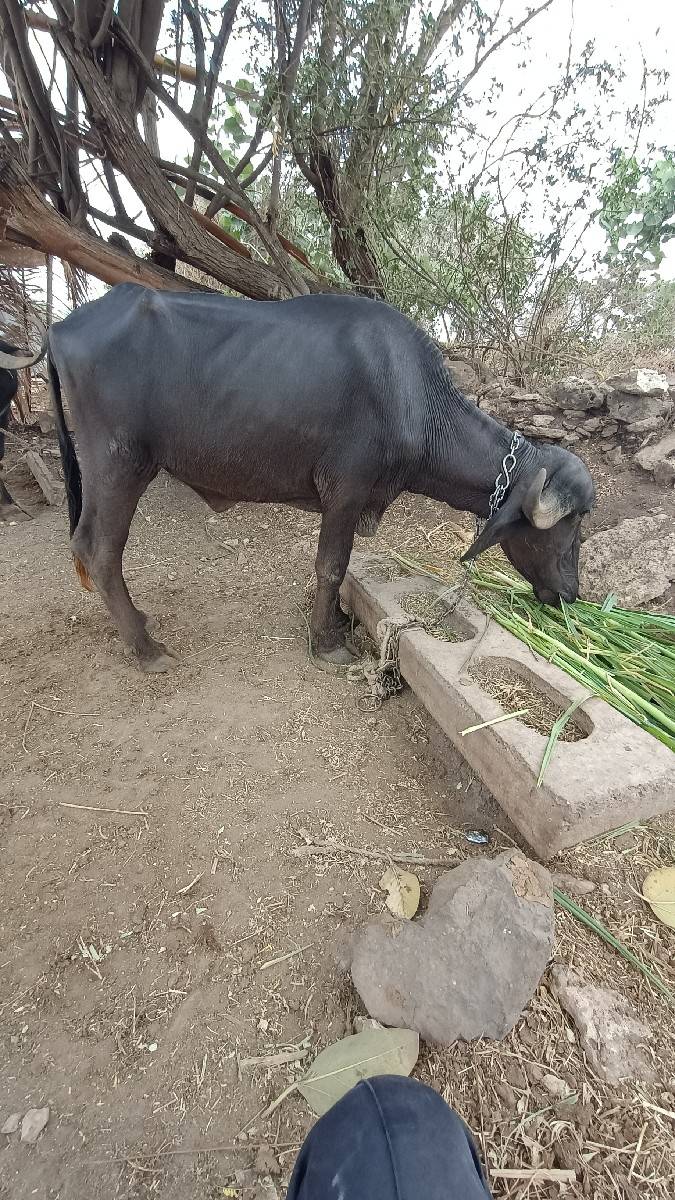 ખળેલી વેચવાની છે