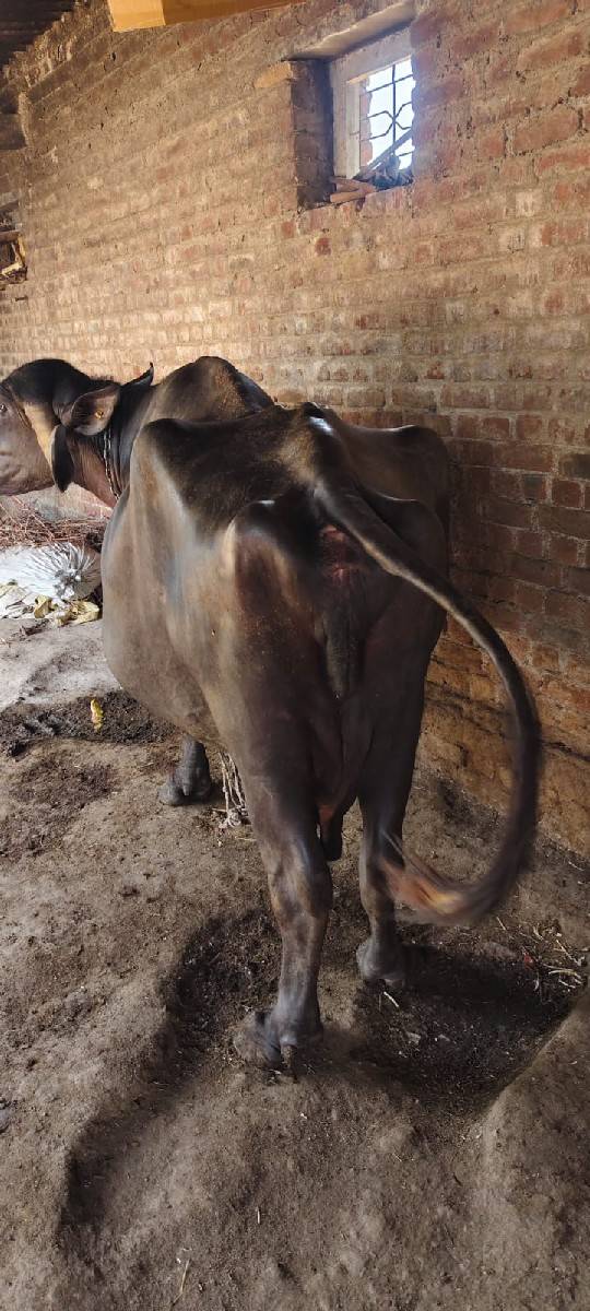 ભેંસ વેચવાની છે