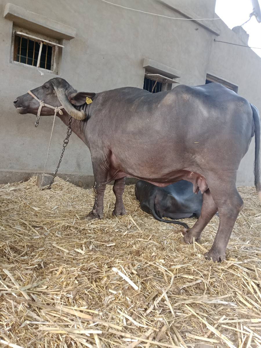 2 ભેંસ વેચવાની છે