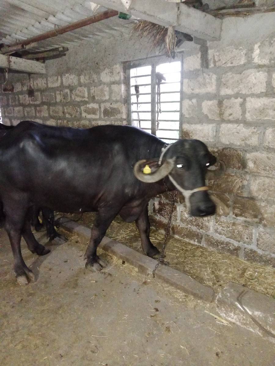 2 ભેંસ વેચવાની છે