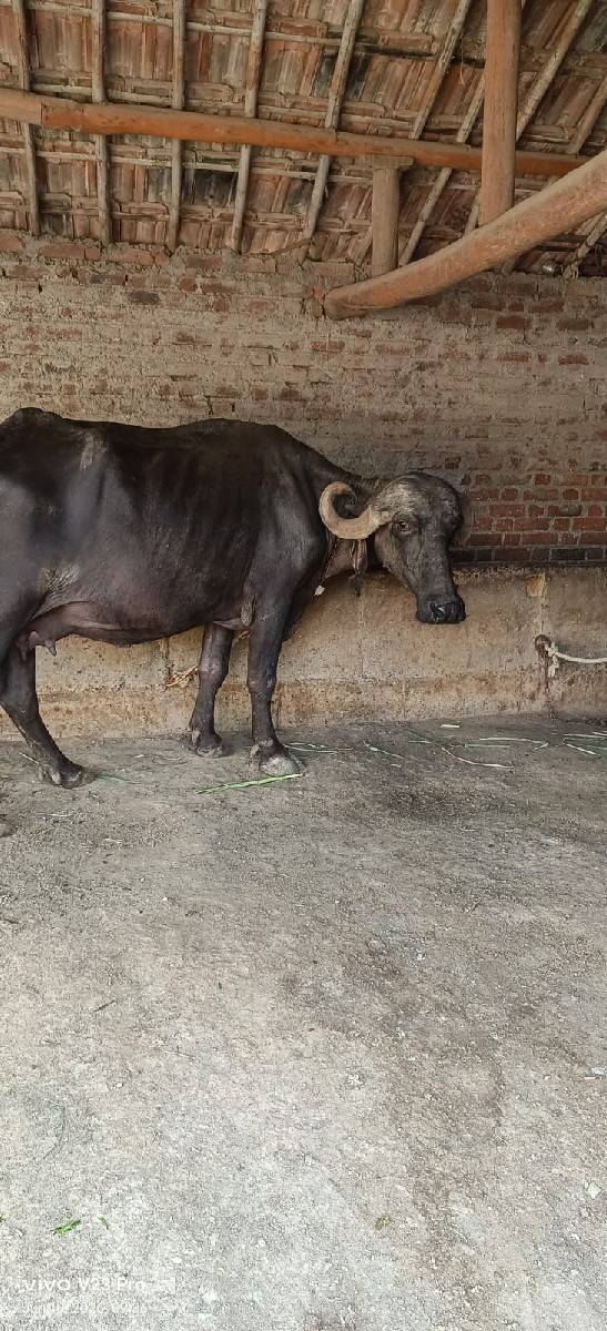વેચવાની છે