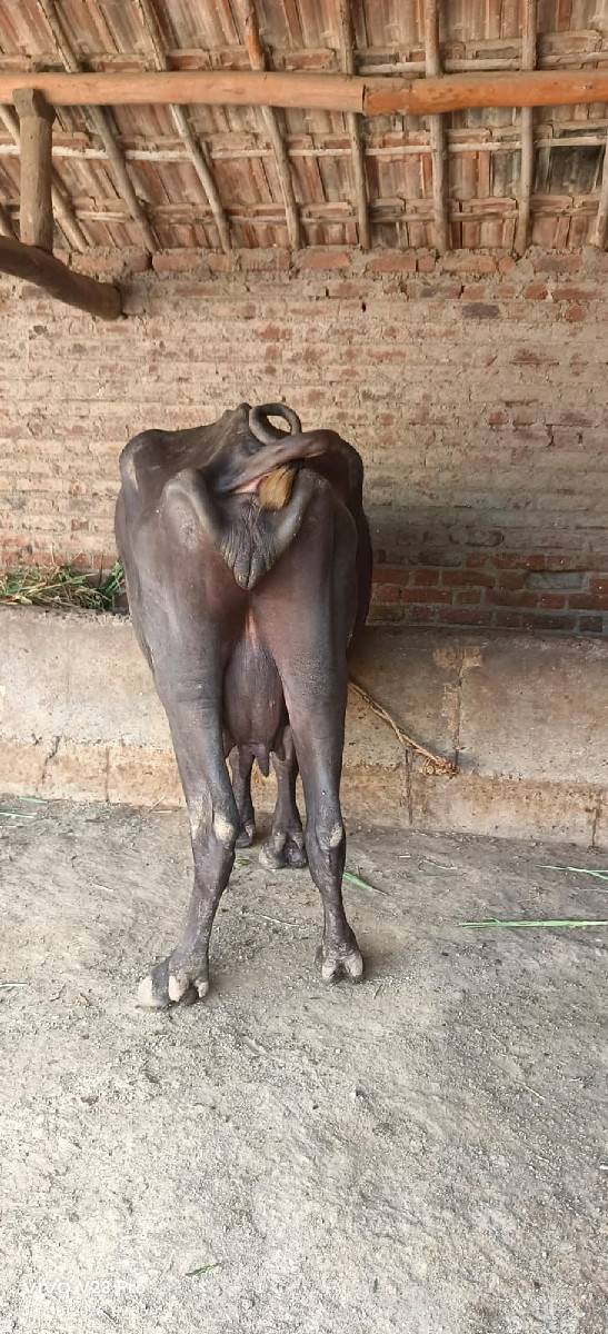 વેચવાની છે