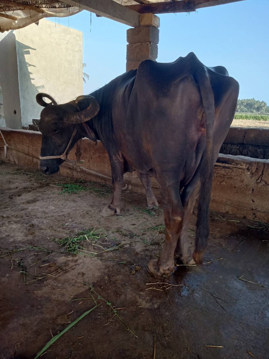 ભેશ વેચવાની છે
