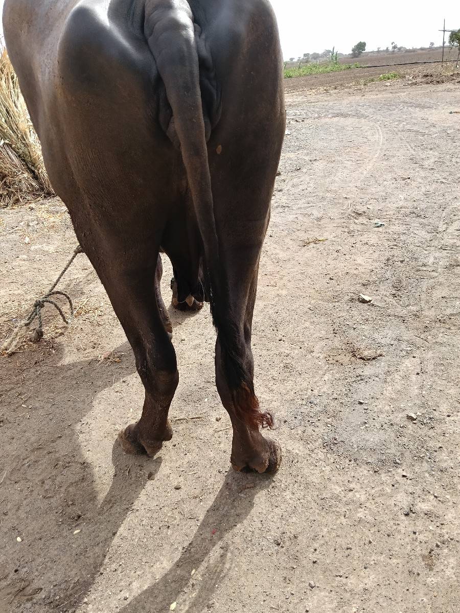 ભેંસ વેચવાની છે જવાબદારી સાથે.