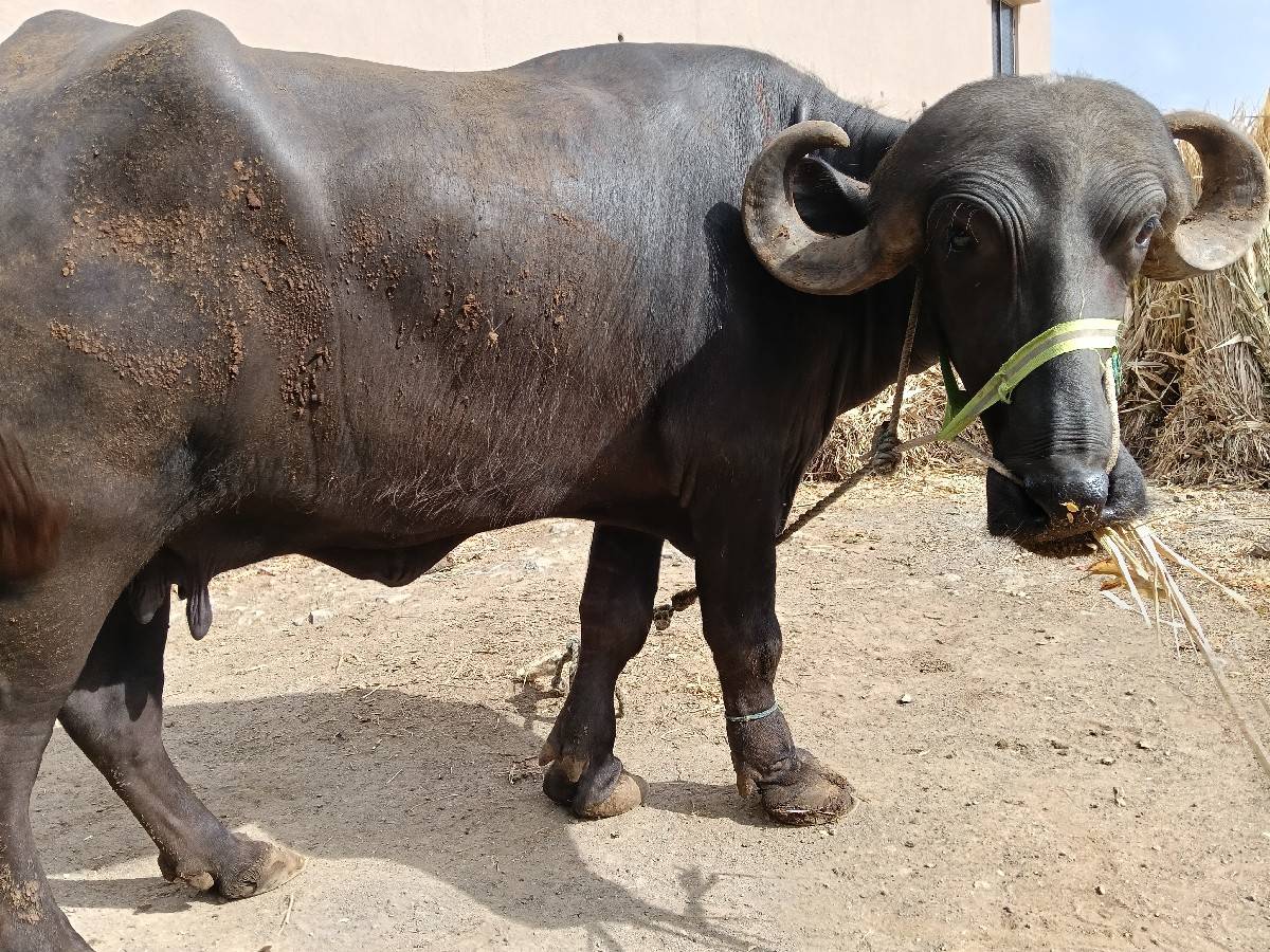 ભેંસ વેચવાની છે જવાબદારી સાથે.