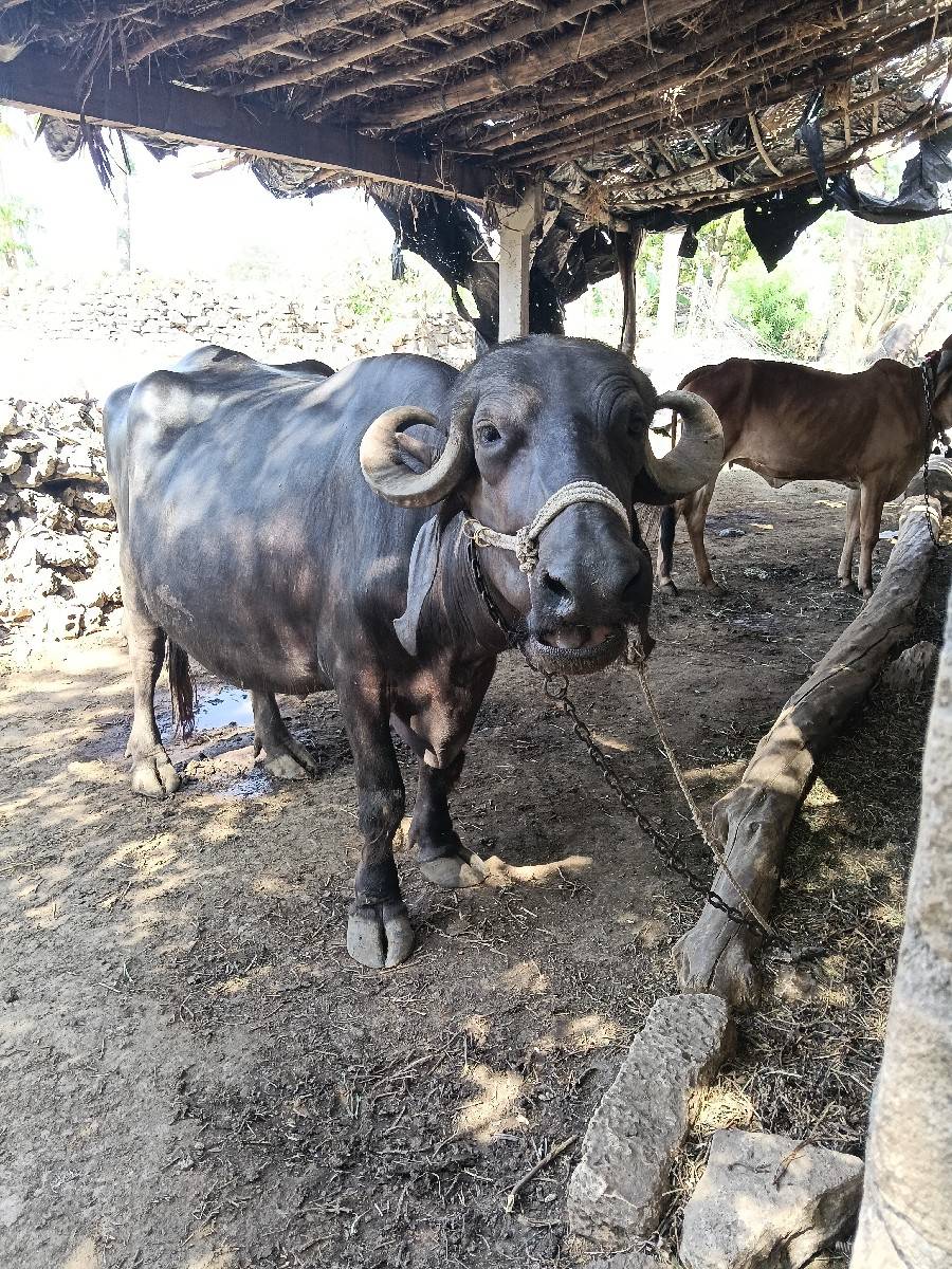 પેલું વેતર કરેલું વેચવાનું છે 9:30