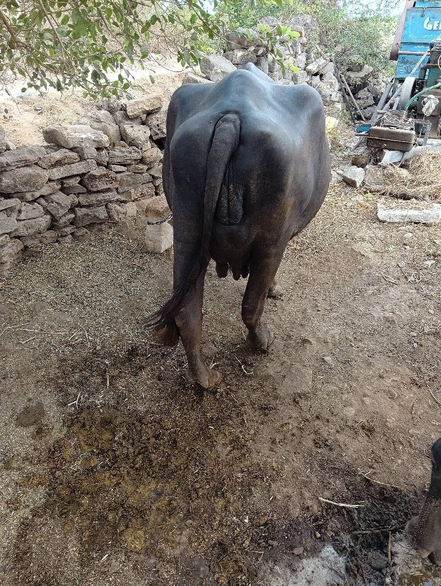 વેચવાની સે