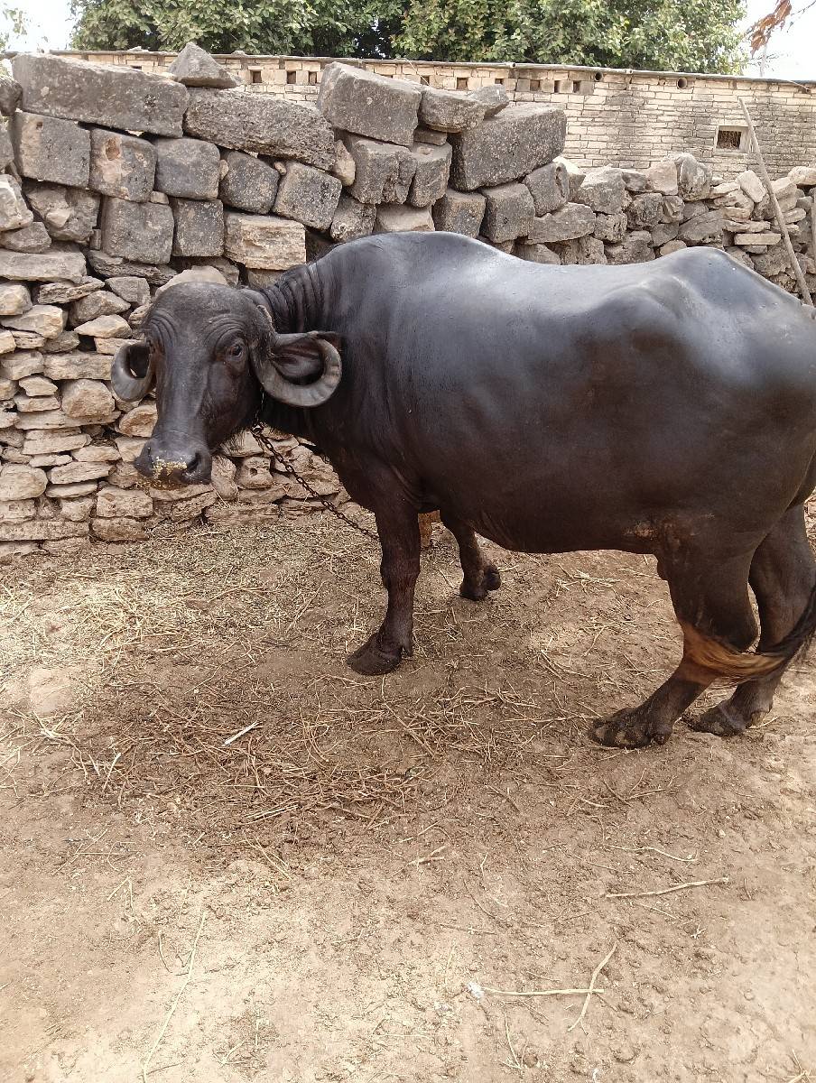 વેચવાની સે
