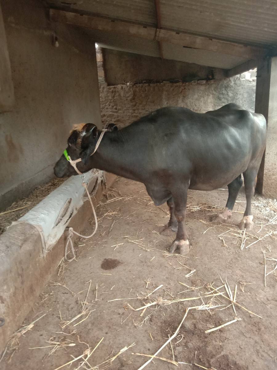 ભેંસ વેચવાની છે