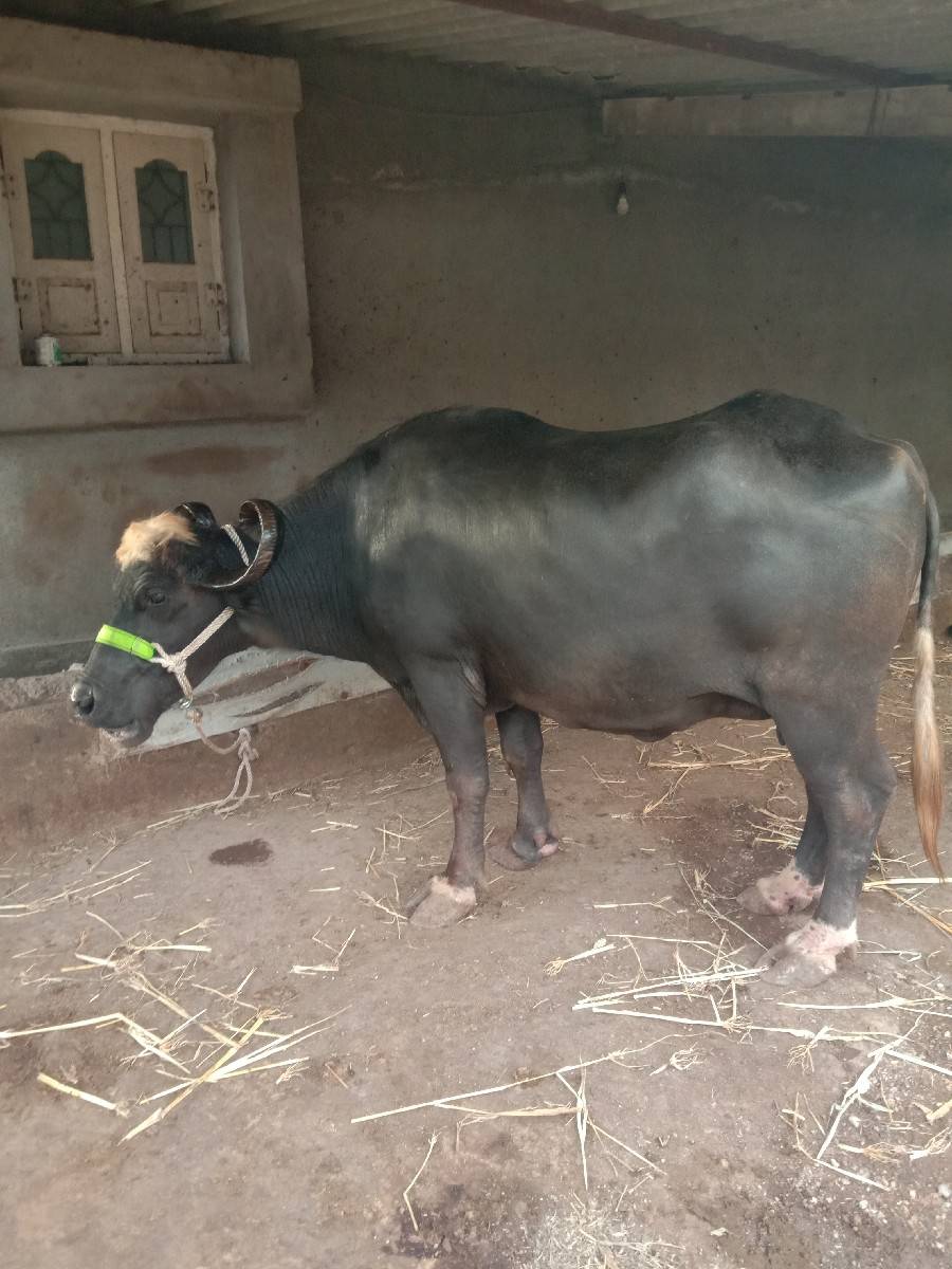ભેંસ વેચવાની છે