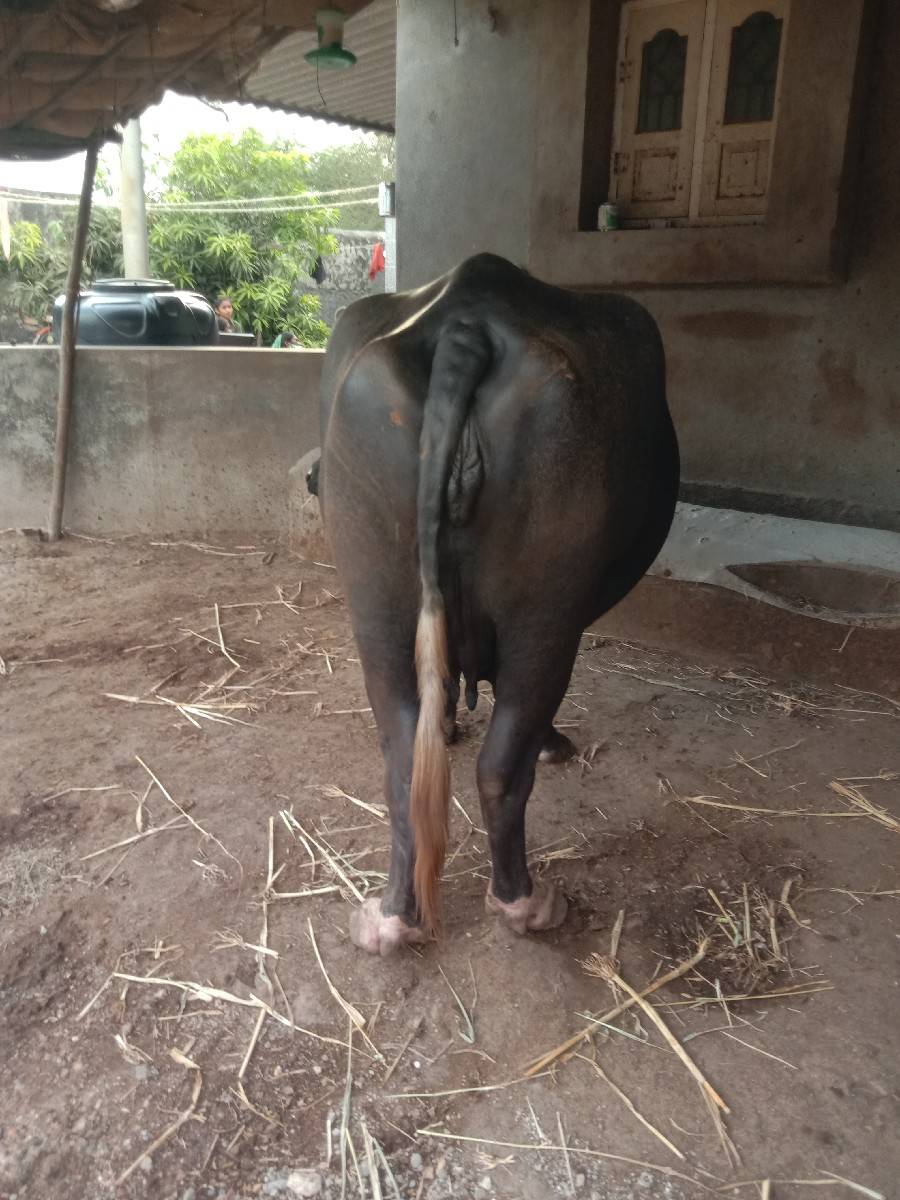ભેંસ વેચવાની છે