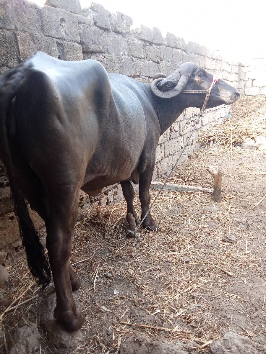 ભેંસ વેચવાની છે