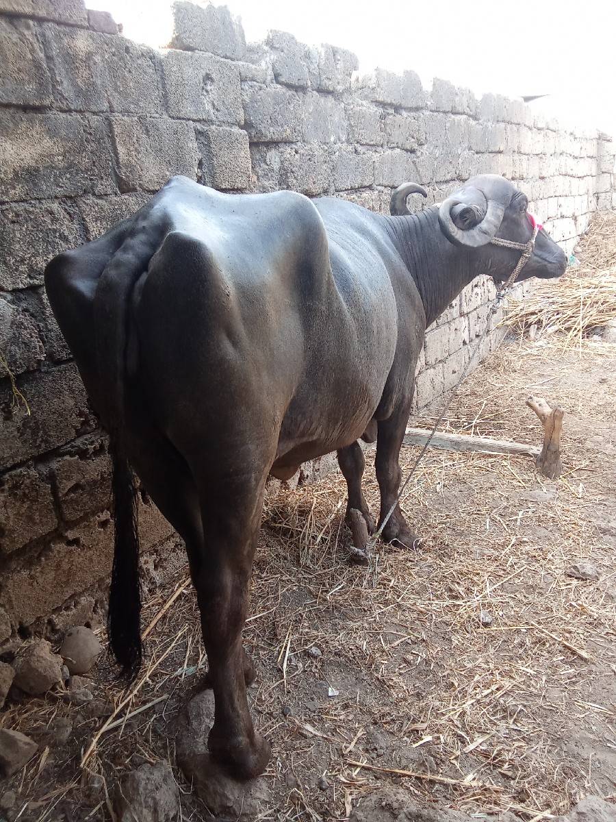 ભેંસ વેચવાની છે