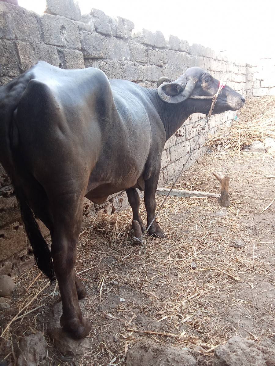 ભેંસ વેચવાની છે