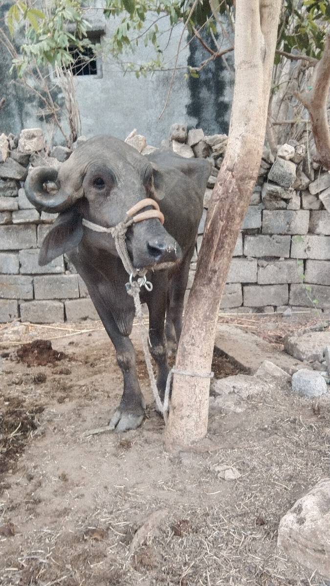 ખળેલી વેચવાની છે