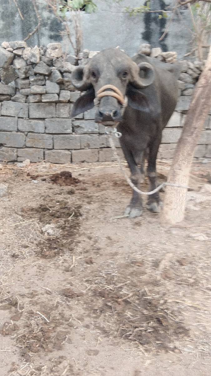 ખળેલી વેચવાની છે