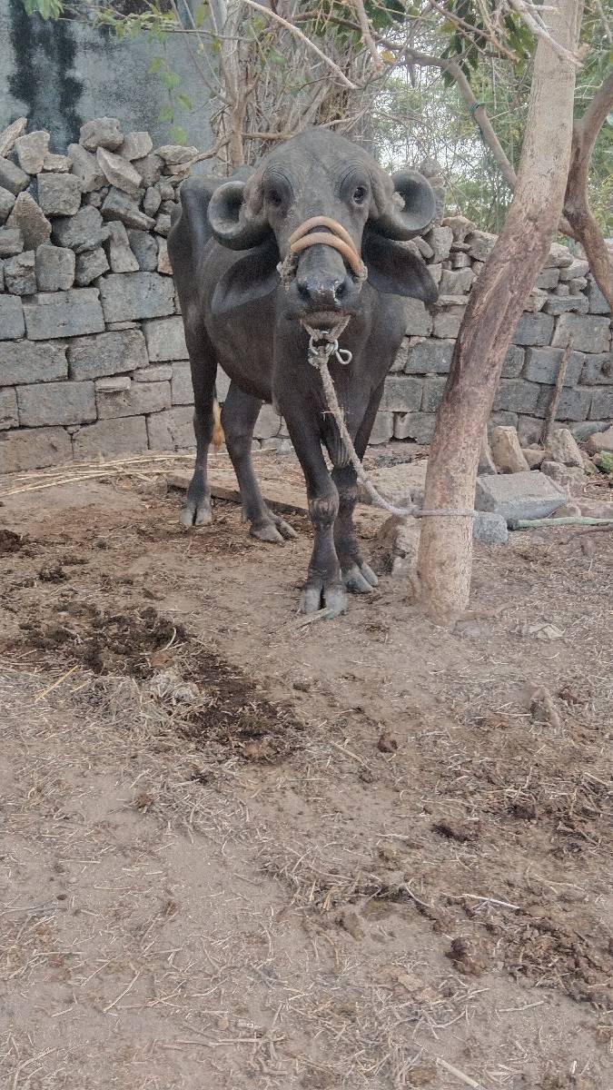 ખળેલી વેચવાની છે