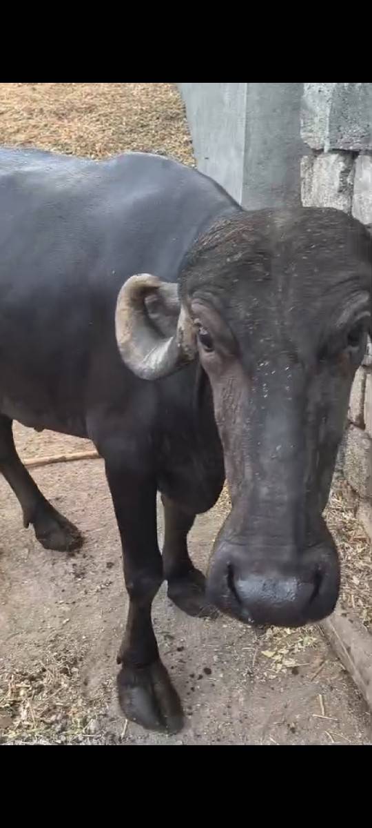 પેલુવેતર ખડાય વેસવાની