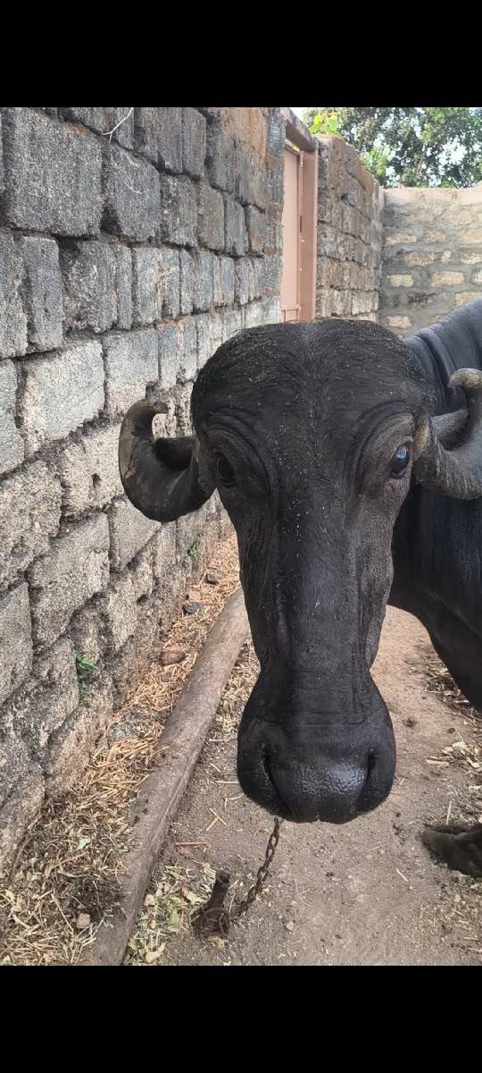 પેલુવેતર ખડાય વેસવાની
