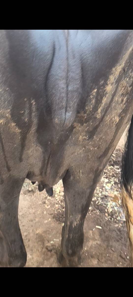 પેલુવેતર ખડાય વેસવાની