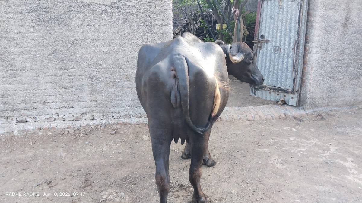 પેલ વેતરી ભેશ