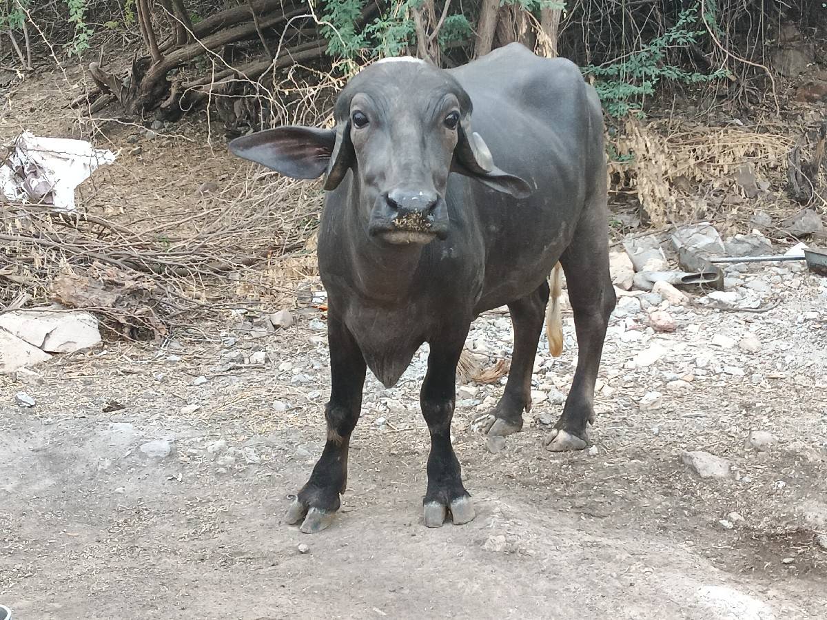 ખળેલી વેચવાની છે
