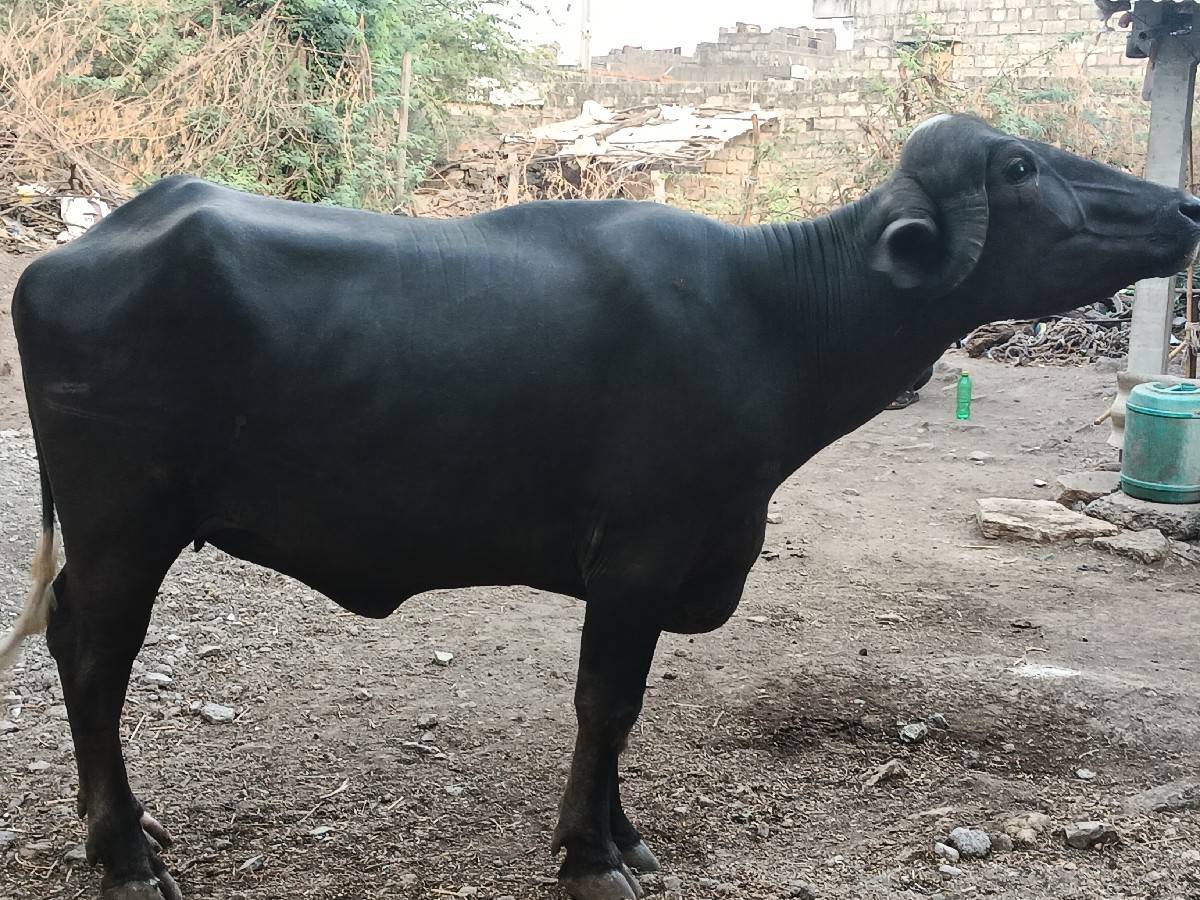 ખળેલી વેચવાની છે