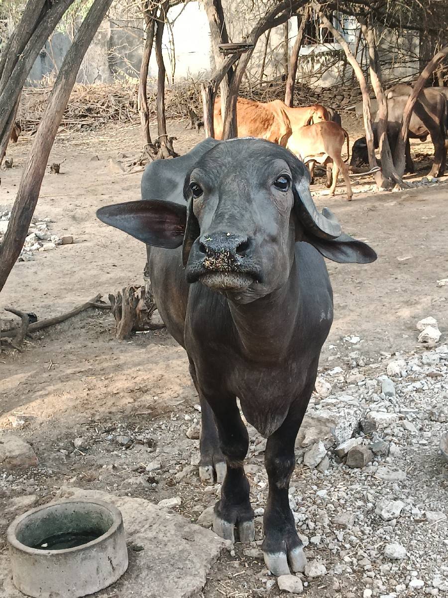 ખળેલી વેચવાની છે