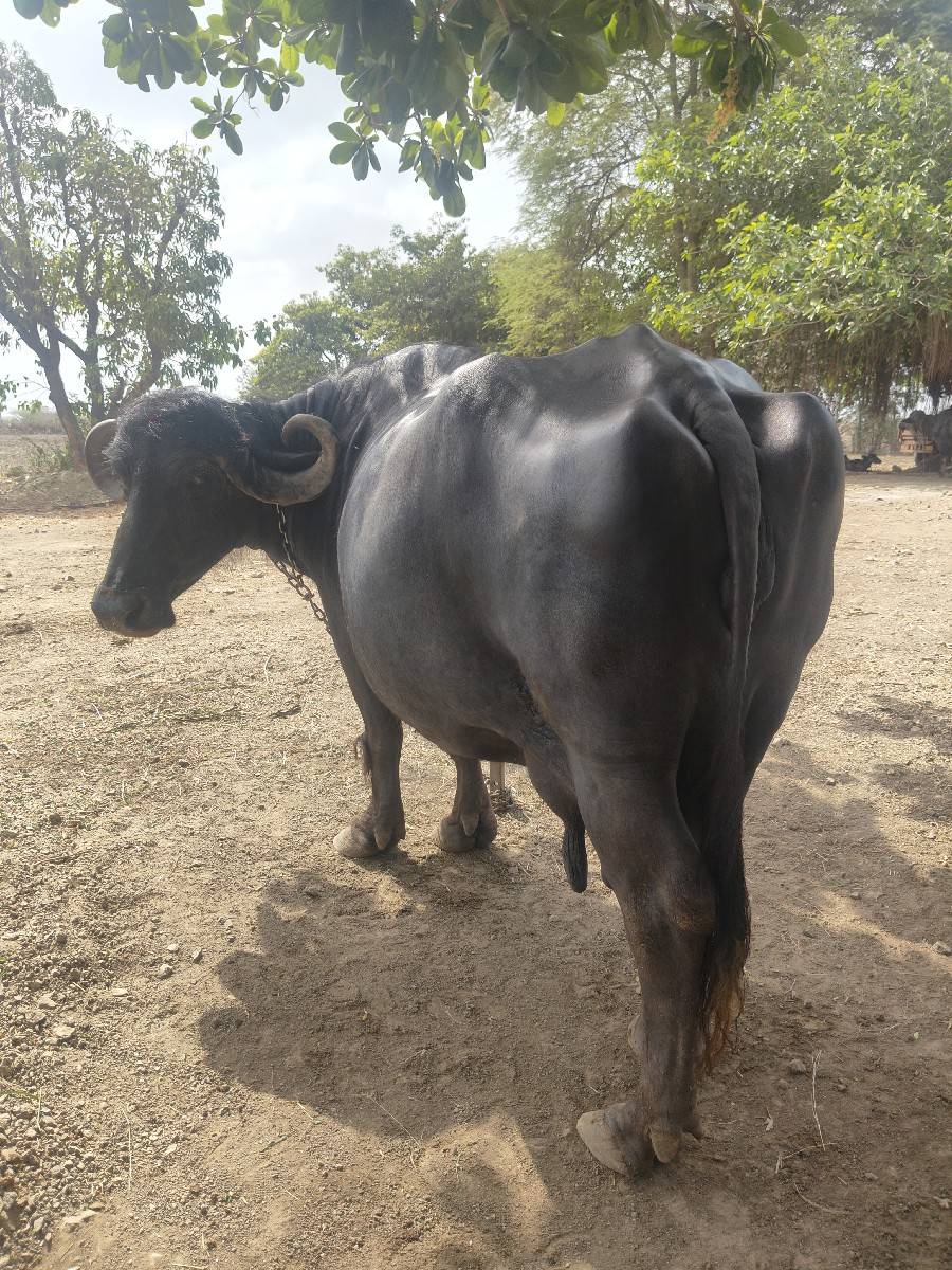 ભેંસ વેચવાની છે