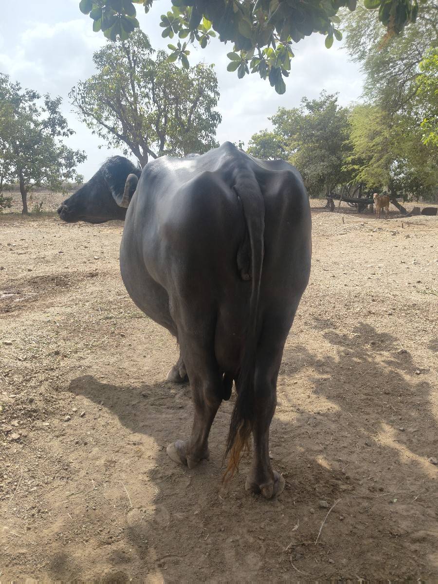 ભેંસ વેચવાની છે