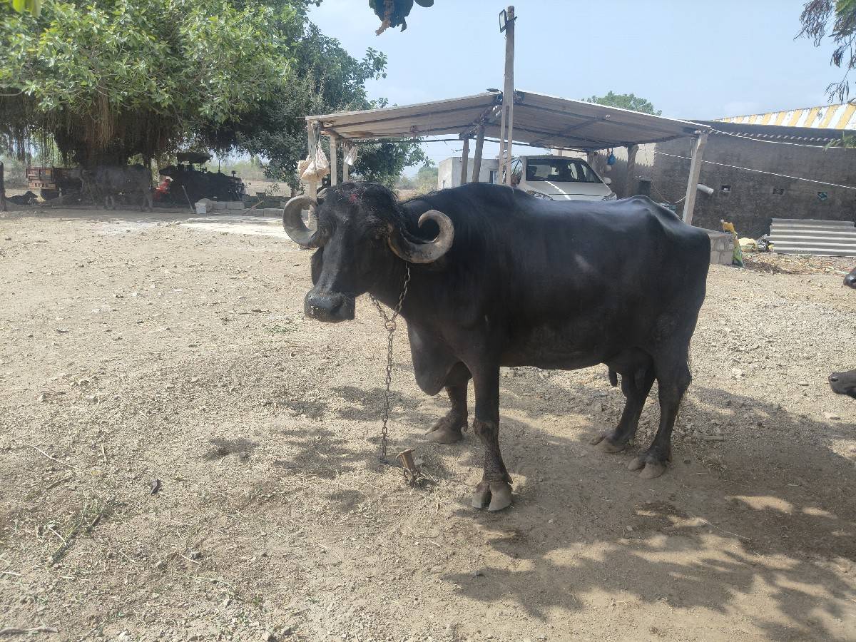 ભેંસ વેચવાની છે