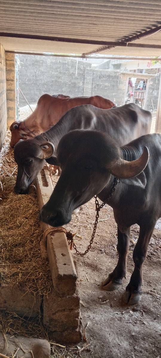 બે ખળેલી વેચવાની છે