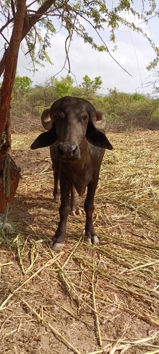 બે ખળેલી વેચવાની છે