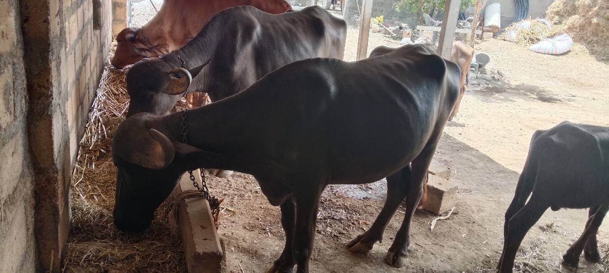 બે ખળેલી વેચવાની છે