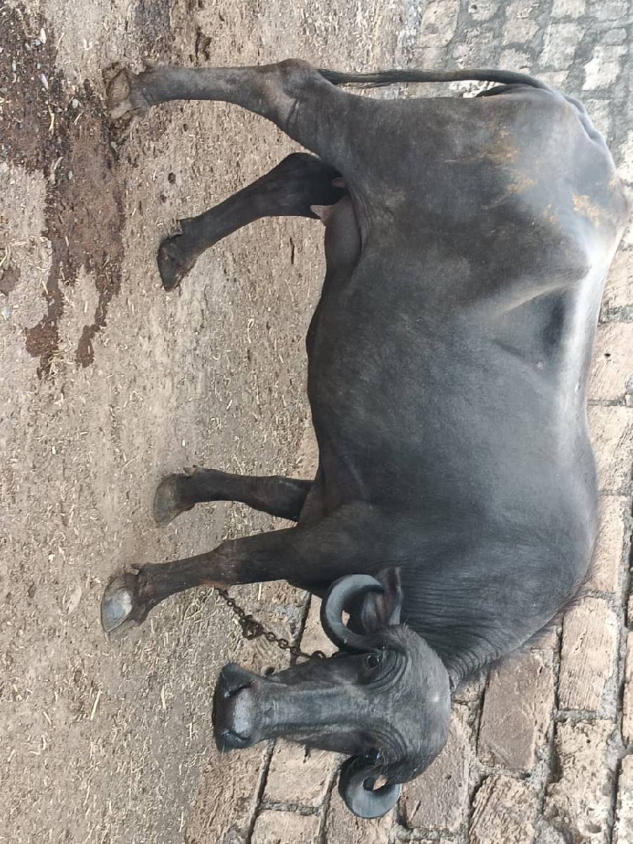 પેલું વેતર ખડેલી