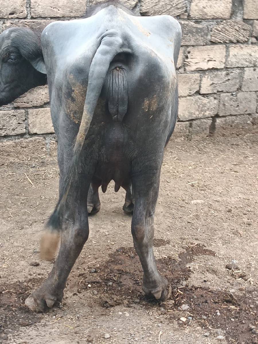 પેલું વેતર ખડેલી