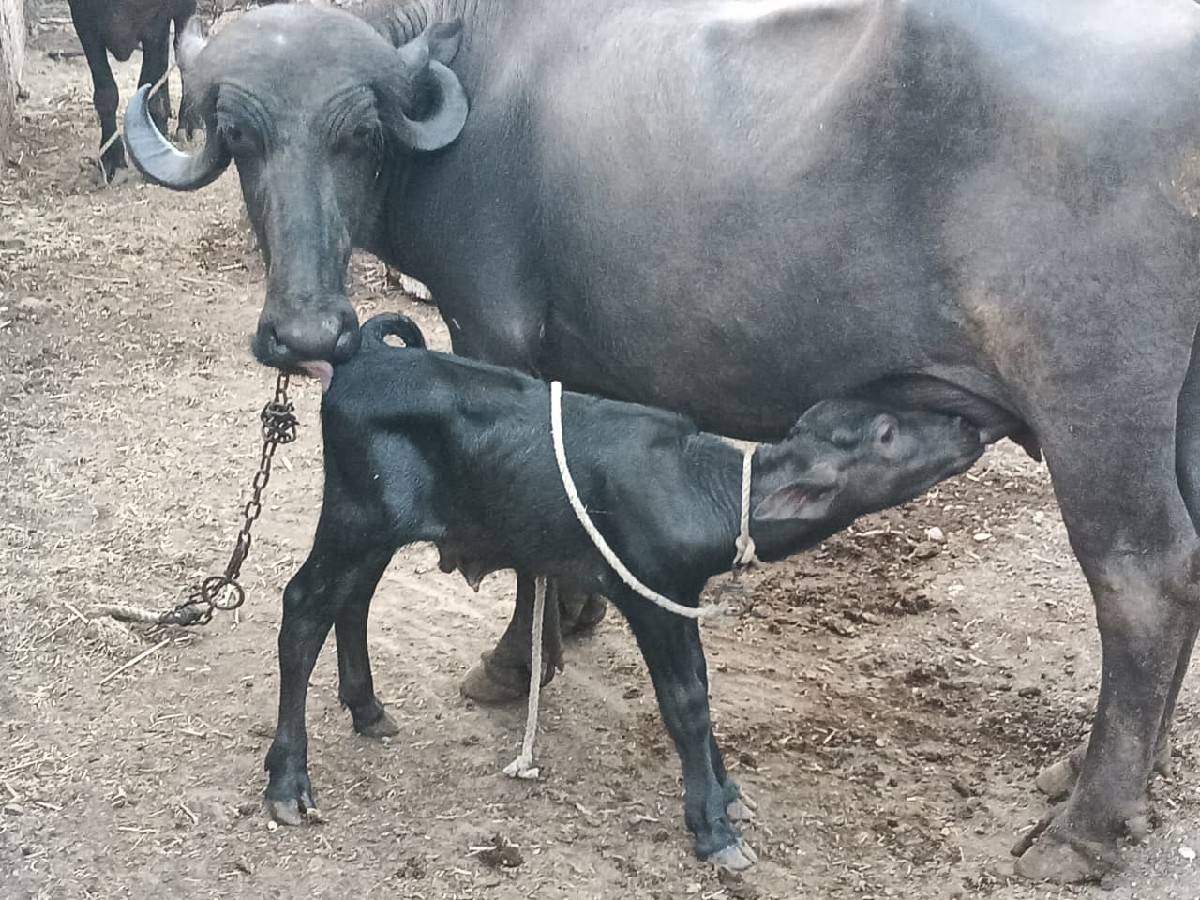 પેલું વેતર ખડેલી