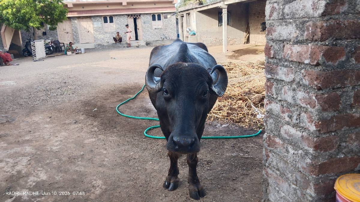 ભેંસ વેચવાની છે